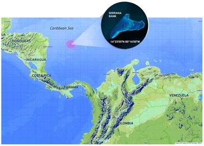 Microbial Diversity Exploration of Marine Hosts at Serrana Bank, a Coral Atoll of the Seaflower Biosphere Reserve